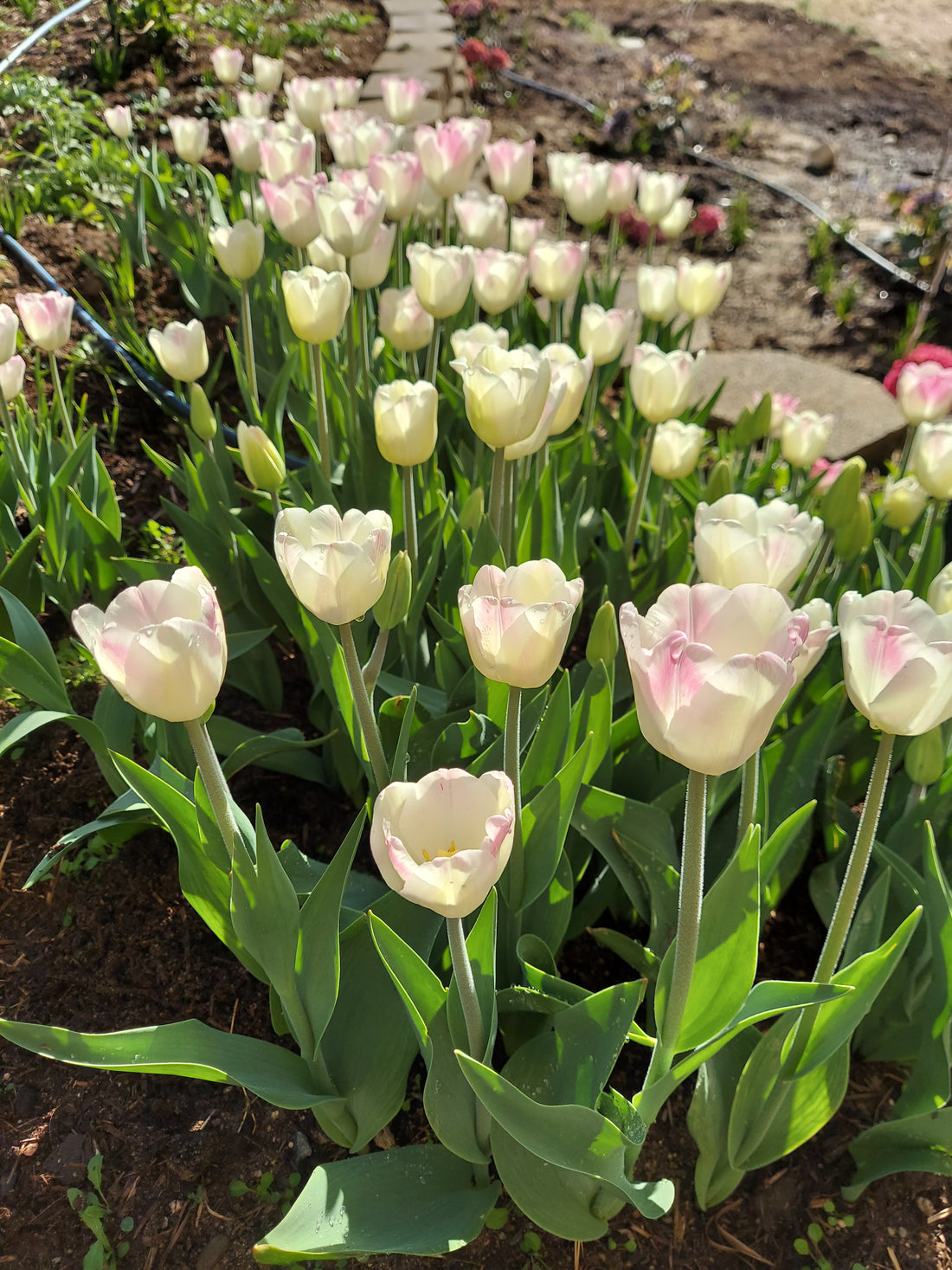 What Are Prechilled Tulip Bulbs?