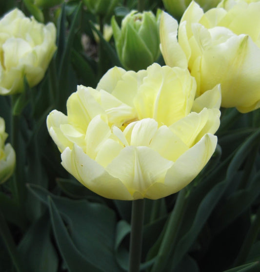 Verona Double Early Tulip