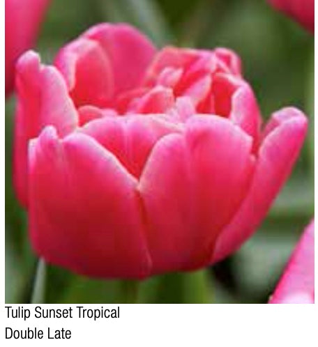 Tulip Sunset Tropical Double Late