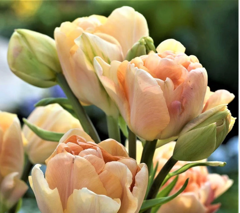 Charming Lady Double Late Tulip