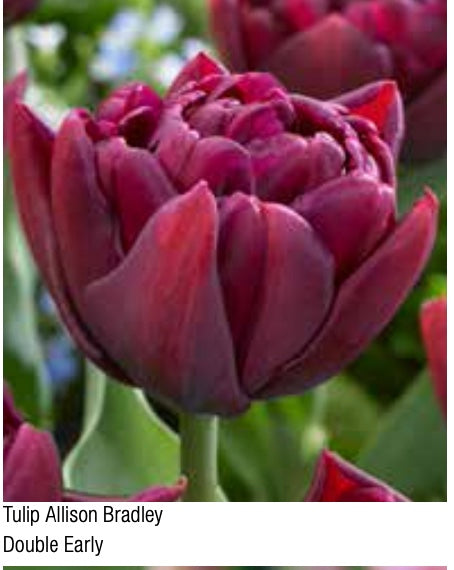 Allison Bradley Double Early Tulip