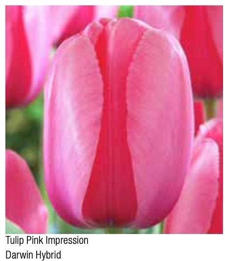 Pink Impression Darwin Hybrid Tulip