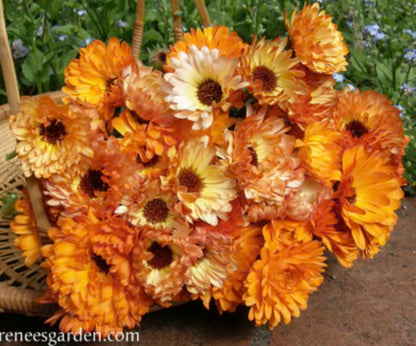 Flashback Calendula - Butterfly Flowers