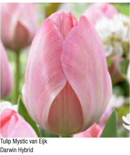 Mystic Van Eijk Darwin Hybrid Tulip