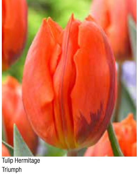 Hermitage Triumph Tulip