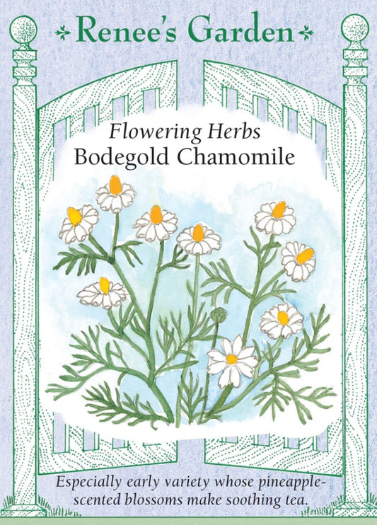 Bodegold Chamomile - Flowering Herb