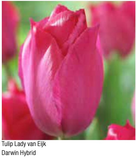 Lady Van Eijk Darwin Hybrid Tulip