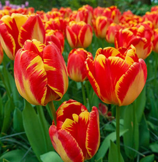 Tulip Banja Luka