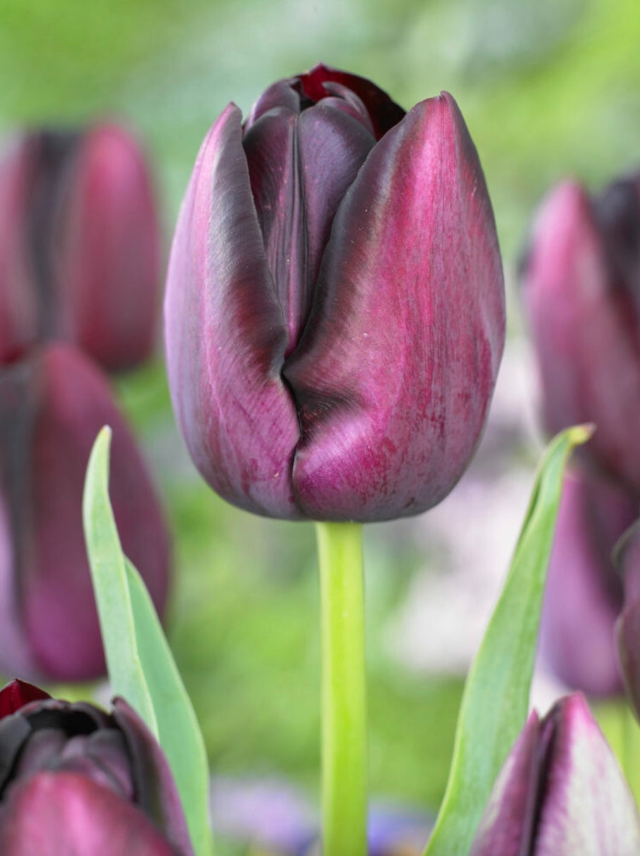 Queen of the Night Single Late Tulip