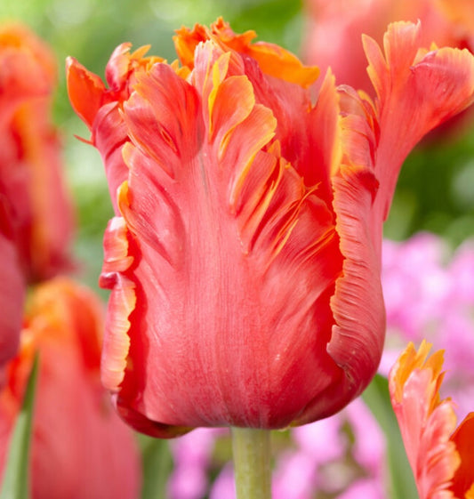 Amazing Parrot Tulip