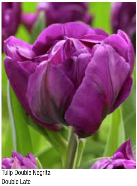 Tulip Double Negrita Double Late