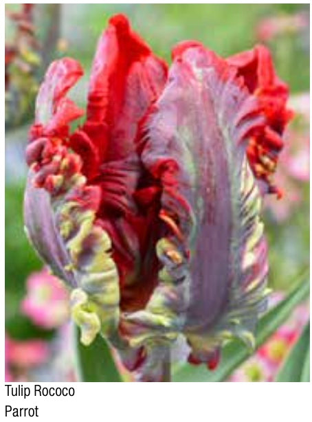 Rococo Parrot Tulip