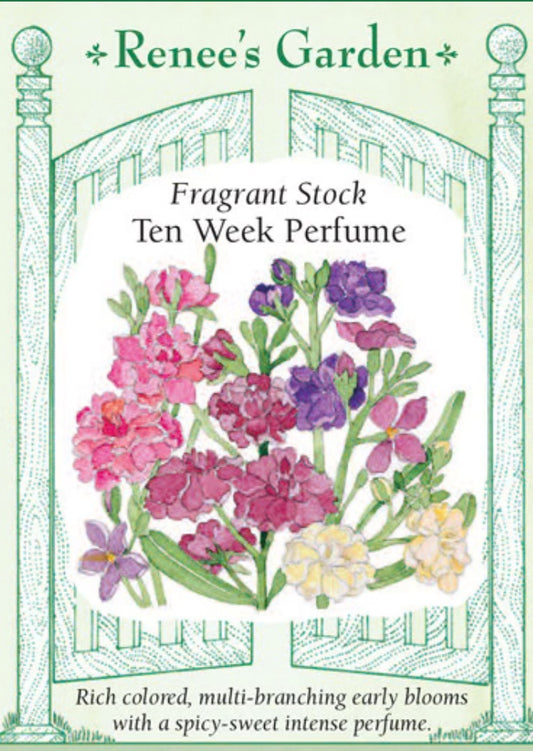 Ten Week Perfume Stock