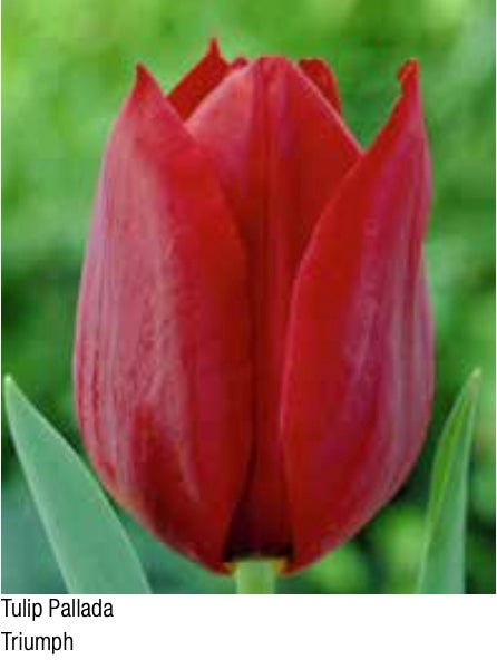 Tulip Pallada