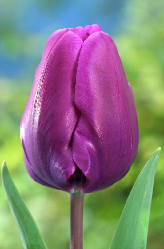 Purple Rain Triumph Tulip