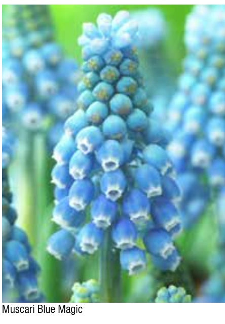 Muscari Blue Magic