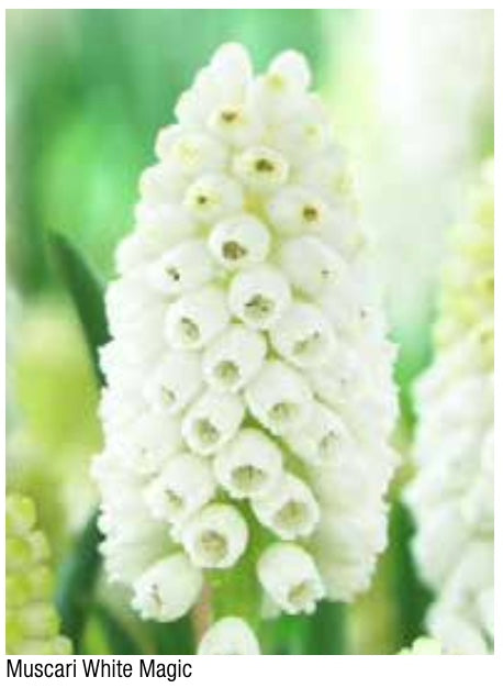 Muscari White Magic