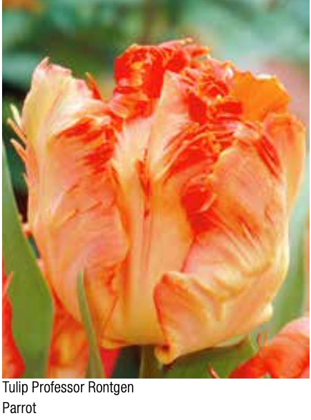 Professor Rontgen Parrot Tulip