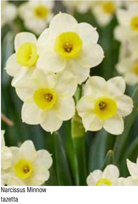 Minnow Daffodil