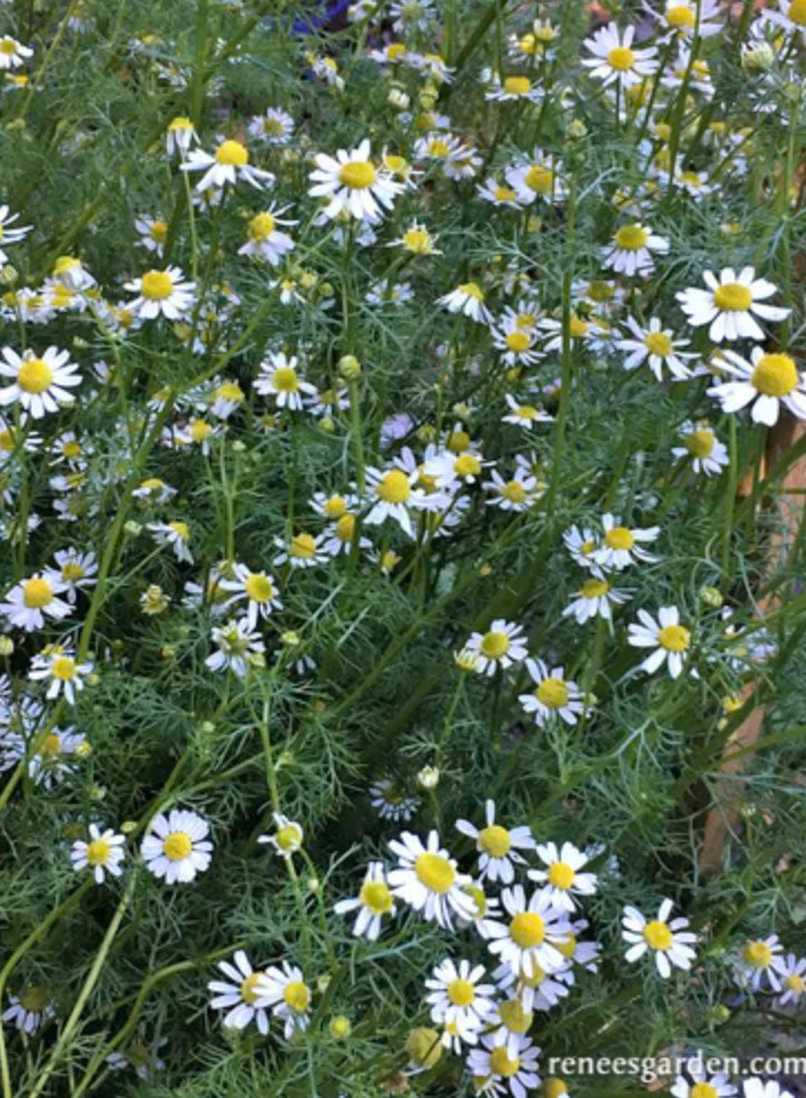 Bodegold Chamomile - Flowering Herb