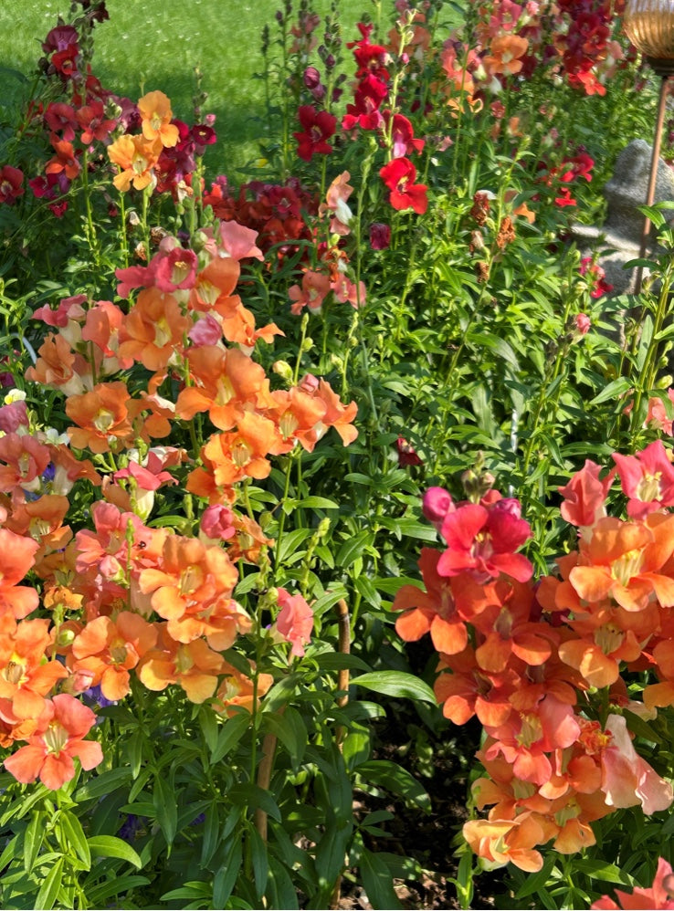 Chantilly Summer Flame Snapdragons