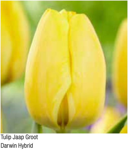 Jaap Groot Darwin Hybrid Tulip