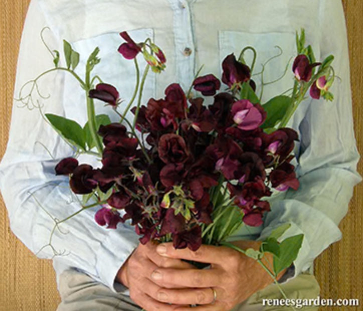 Zinfandel Sweet Peas - Spring Fragrance