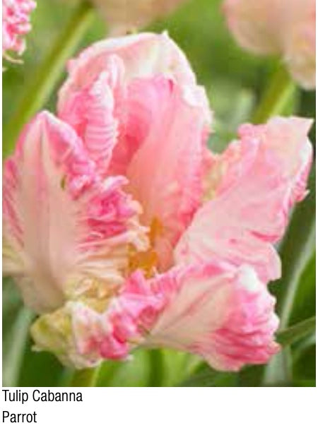 Cabanna Parrot Tulip