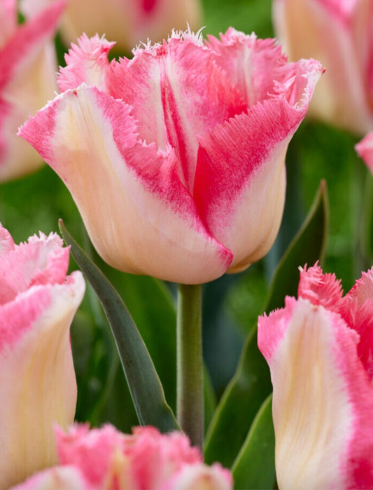 Lingerie Fringed Tulip