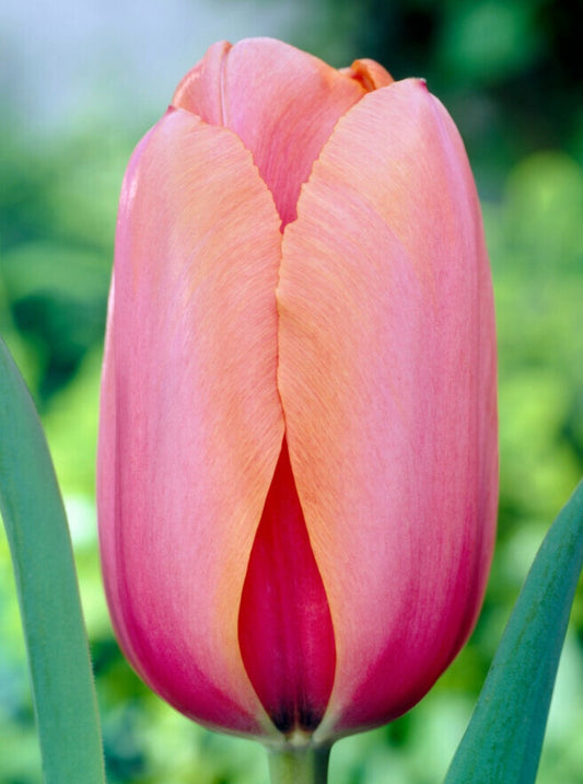 Apricot Impression Darwin Hybrid Tulip