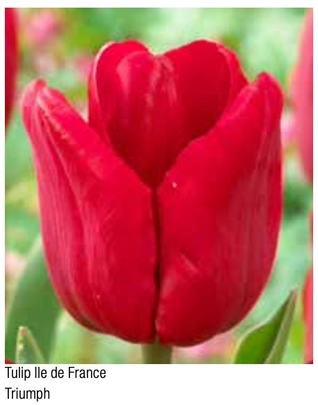 Tulip Ile De France