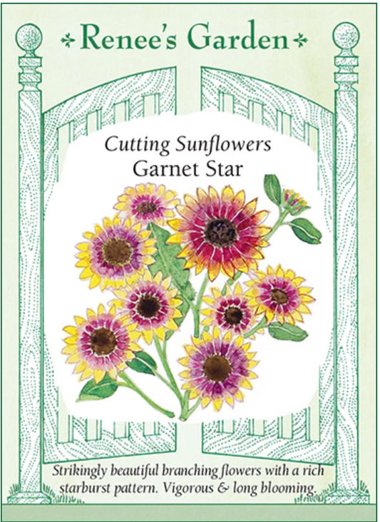 Garnet Star Cutting Sunflower