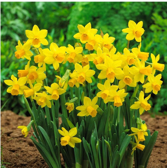 Tete-A-Tete Daffodil (Narcissus)