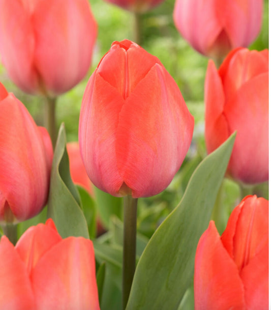 Orange Van Eijk Darwin Hybrid Tulip