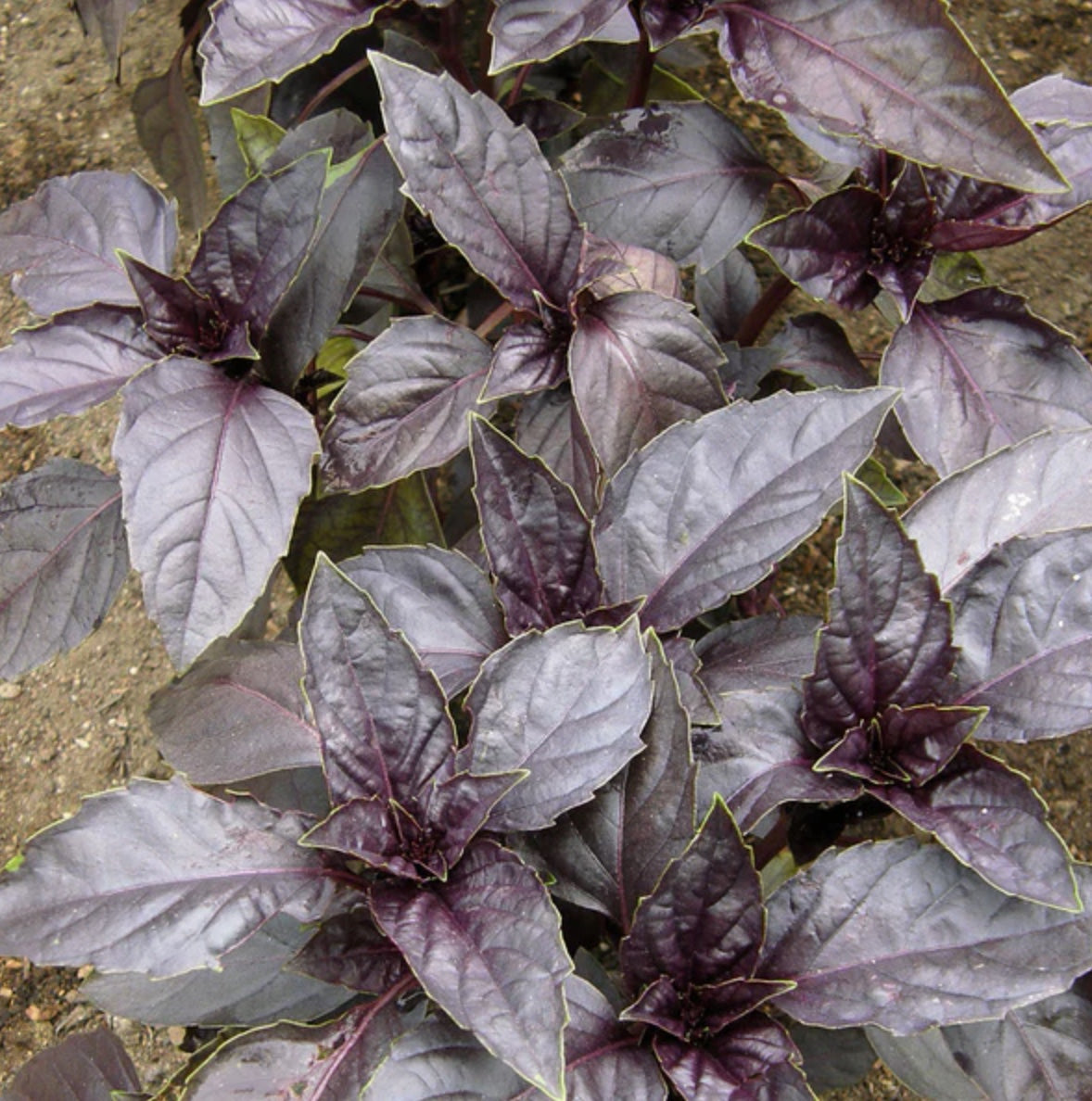 Purple Opal Basil - Heirloom