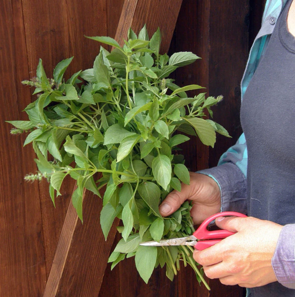 Mrs. Burns Lemon Basil - Heirloom Herb