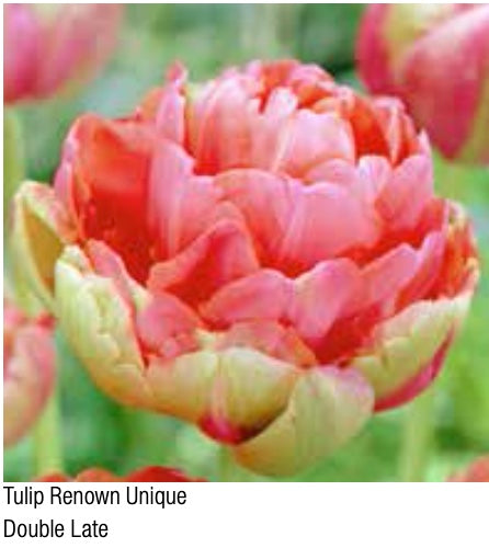 Renown Unique Tulip