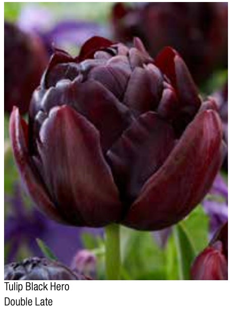 Tulip Black Hero Double Late