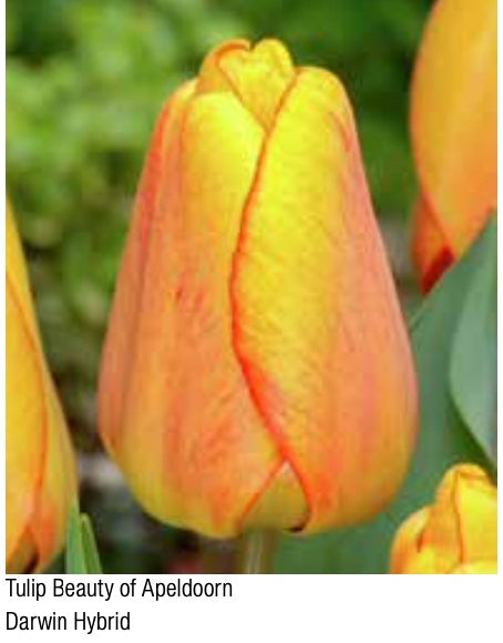 Beauty of Apeldoorn Darwin Hybrid Tulip