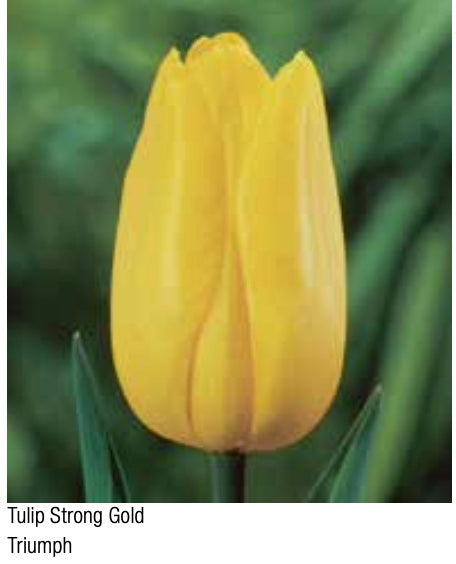 Tulip Strong Gold Triumph