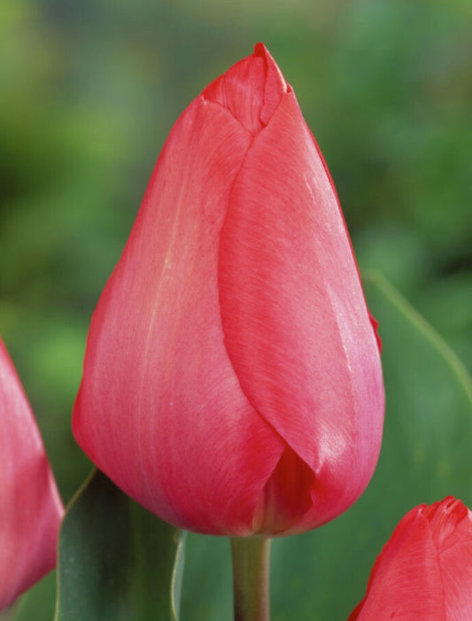 Van Eijk Darwin Hybrid Tulip