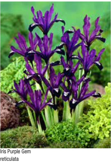 Dutch Iris Purple Gem