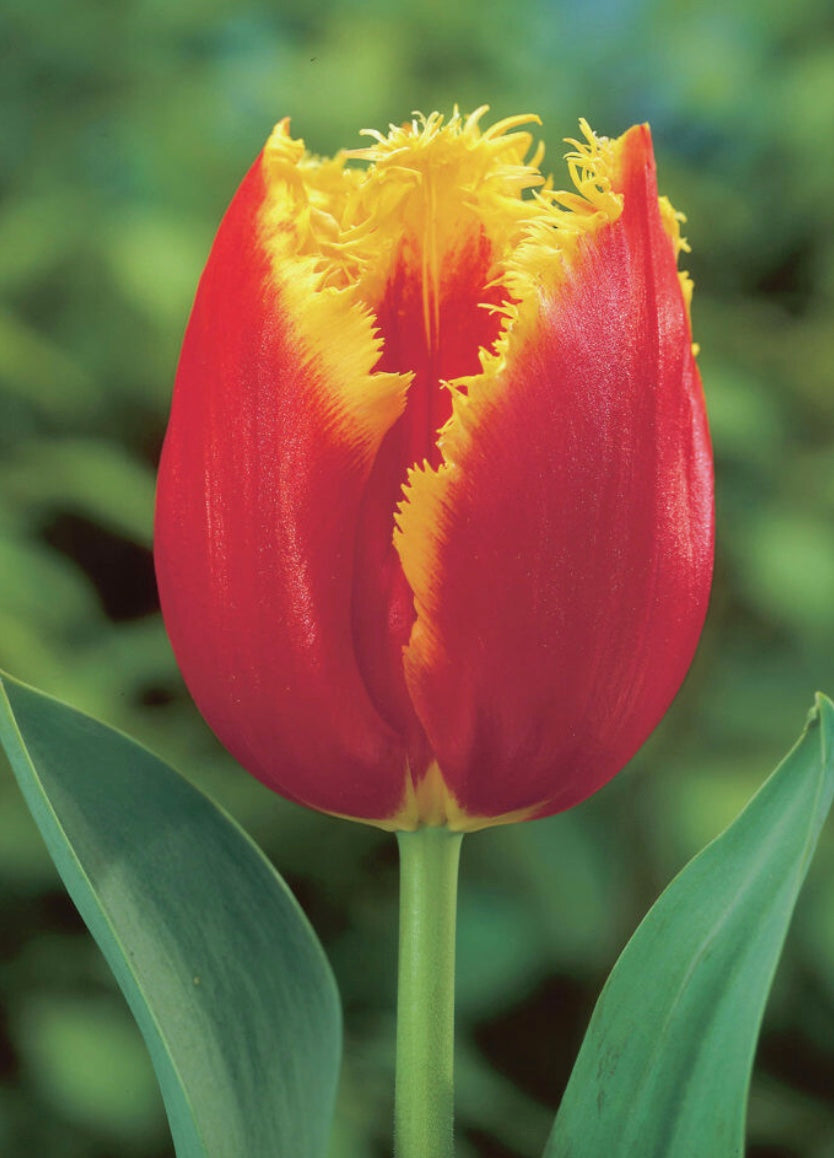 Davenport Fringed Tulip