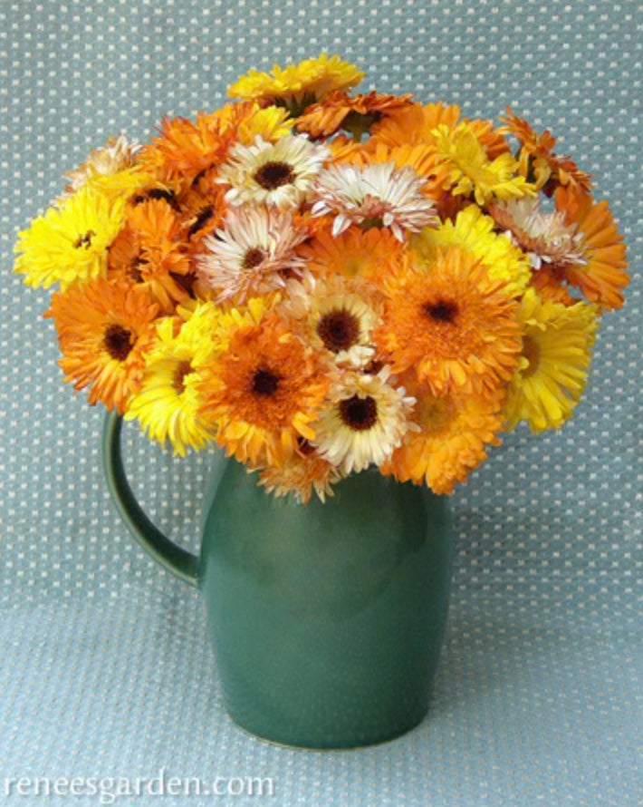 Flashback Calendula - Butterfly Flowers