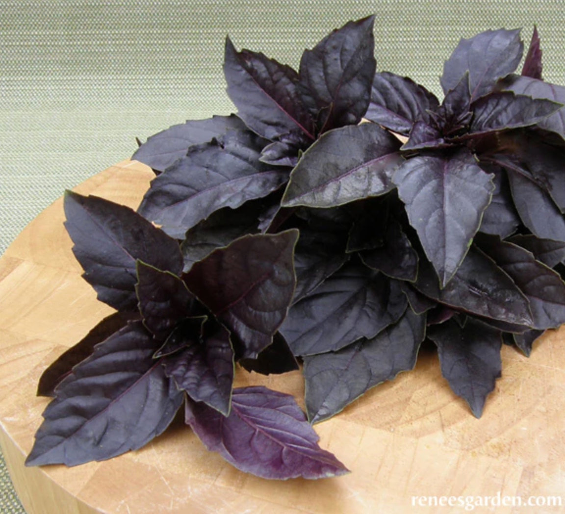 Purple Opal Basil - Heirloom