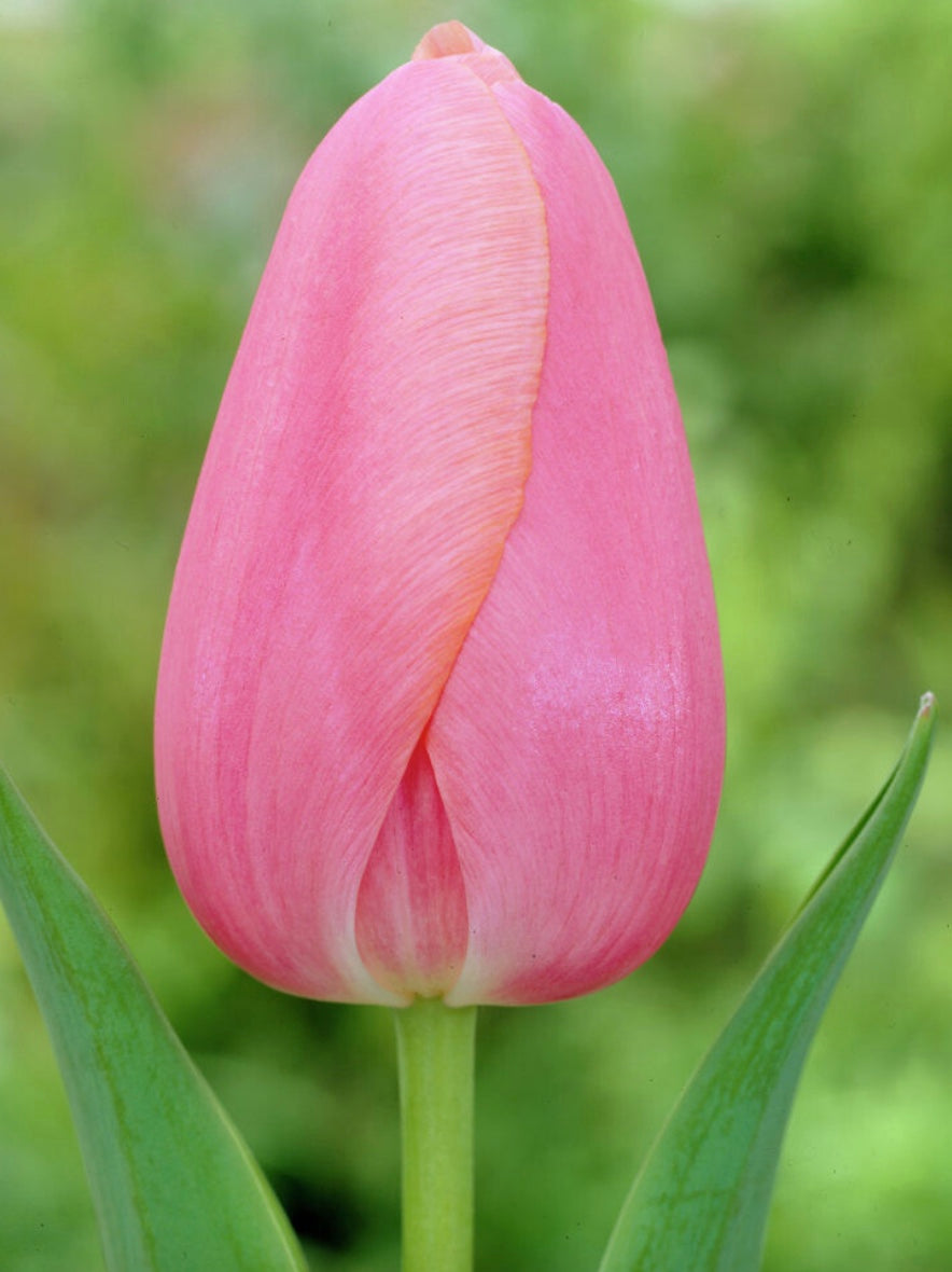 Menton Single Late Tulip – Fables, A Bulb and Seed Company