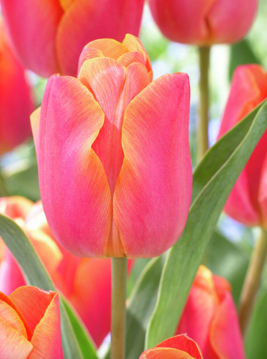 Jimmy Triumph Tulip