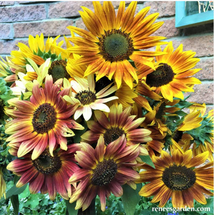 Paintbox Bouquet Pollinator & Songbird Sunflowers