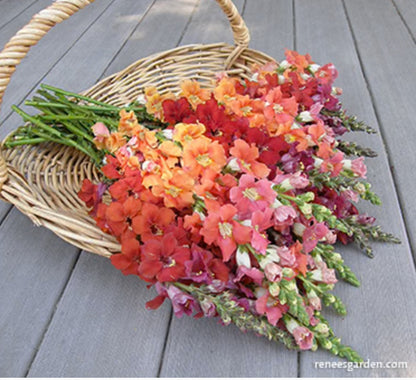 Chantilly Summer Flame Snapdragons