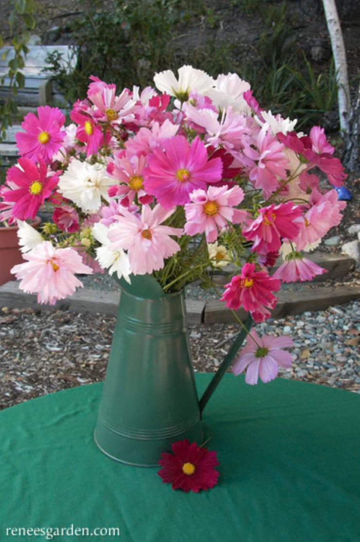 Heirloom Specialty Cosmos Dancing Petticoats